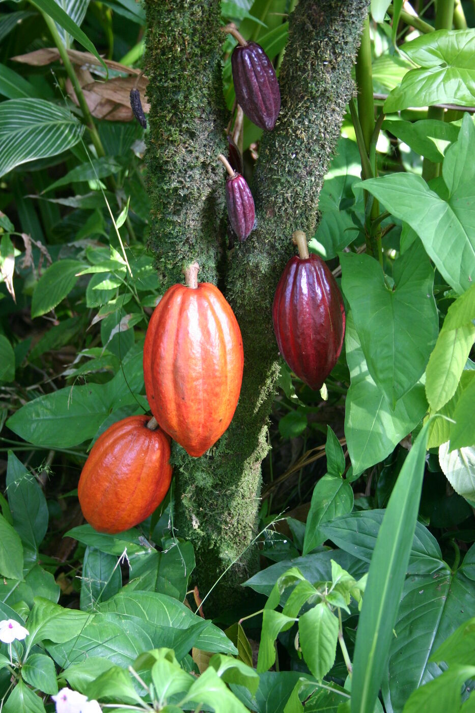 Frutos de cacau